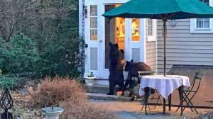 Bears_doors