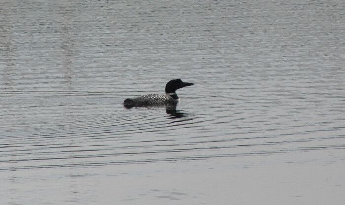 Loon