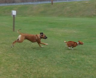 Wild African Dogs