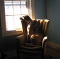 Watchdog