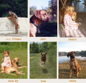 RidgebackCollection
