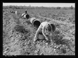 Children-picking-potatoes-in-a-field-near-caribou-maine-schools-in-the-area-1024